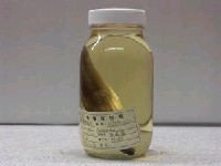 藏品(雙帶烏尾鮗)的圖片